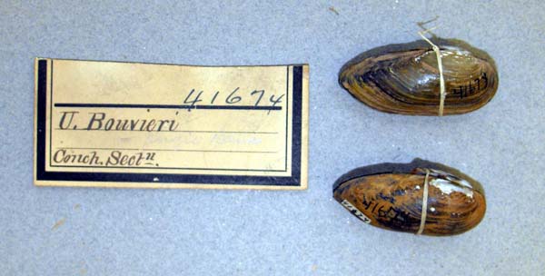 specimen
