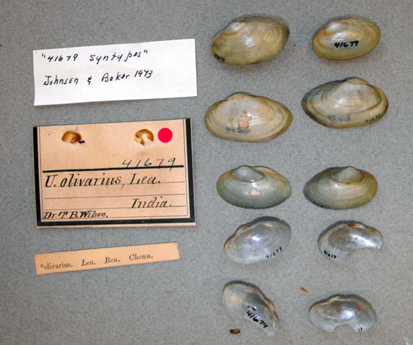 specimen