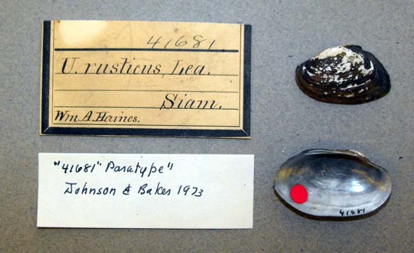 specimen