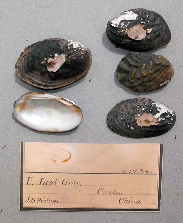 specimen