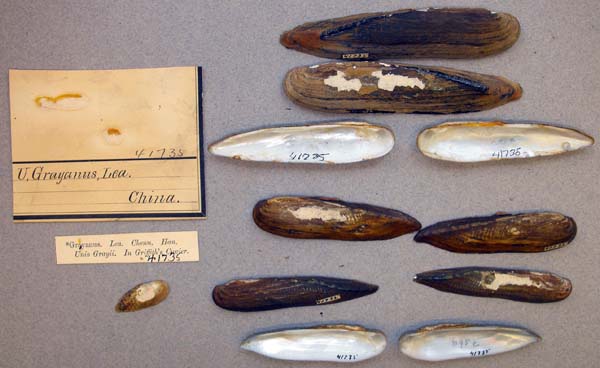 specimen