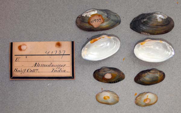 specimen