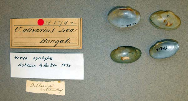 specimen