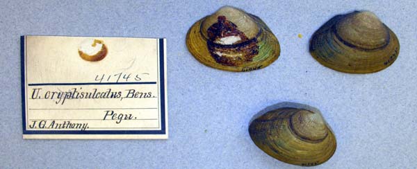specimen