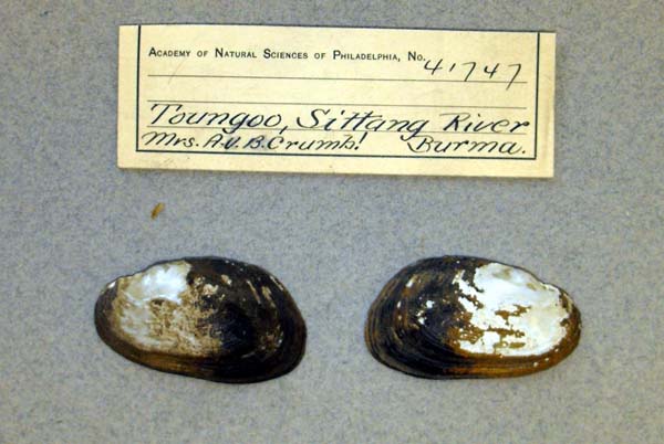 specimen