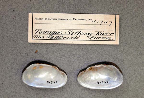 specimen