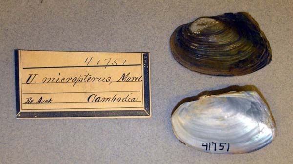 specimen