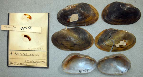 specimen