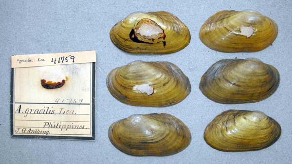specimen