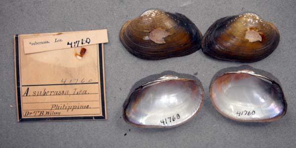 specimen
