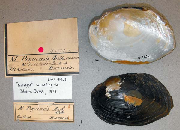 specimen