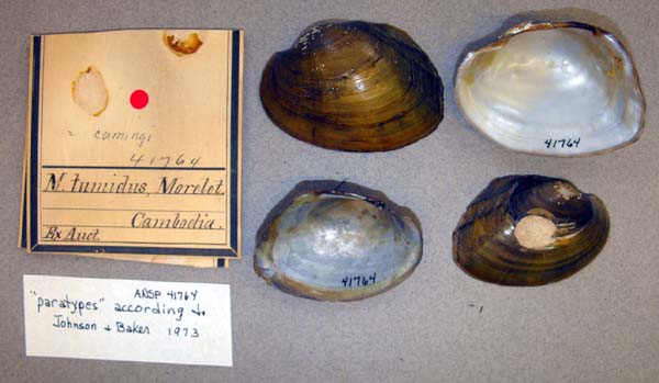 specimen