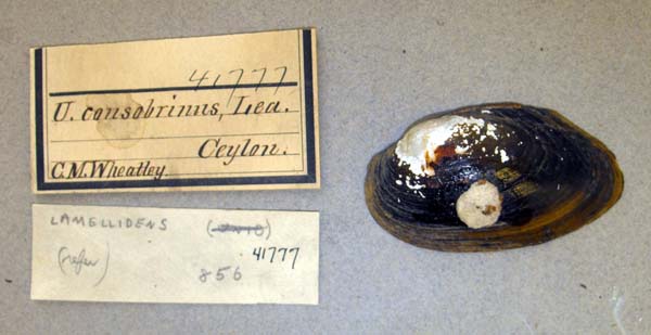 specimen