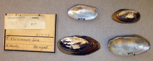 specimen