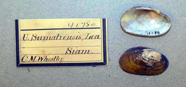 specimen