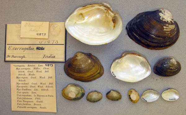 specimen