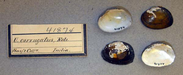specimen