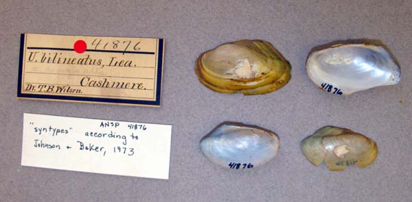 specimen