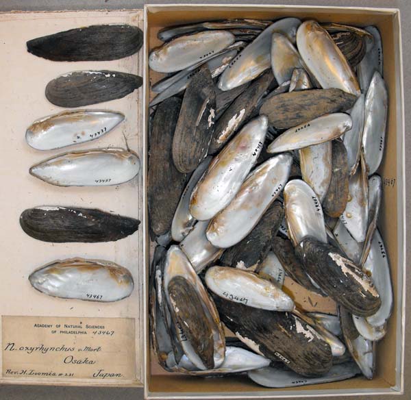 specimen
