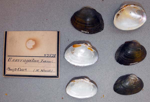 specimen