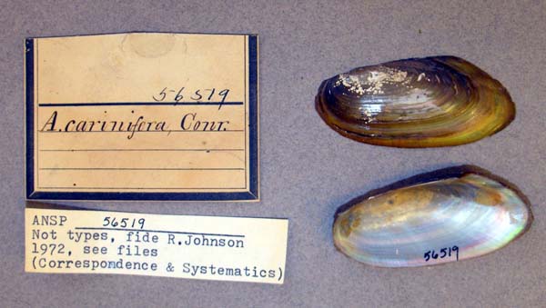 specimen