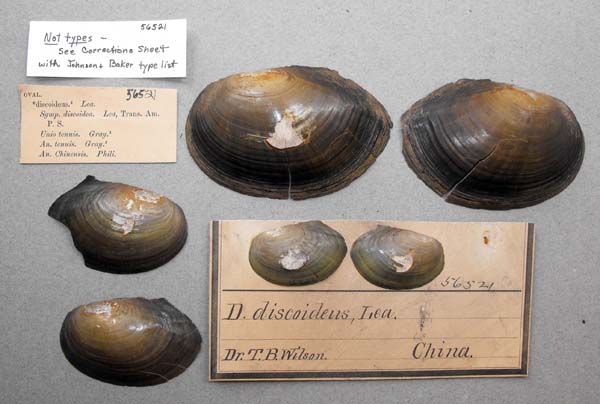 specimen