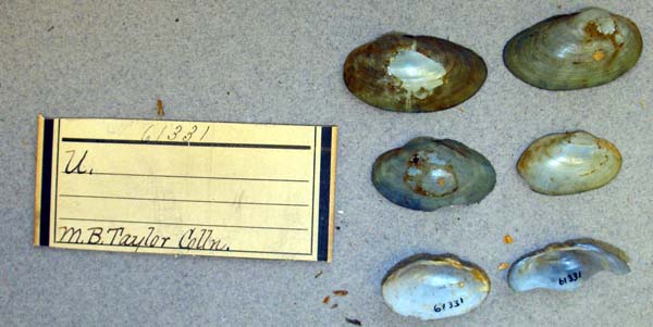 specimen