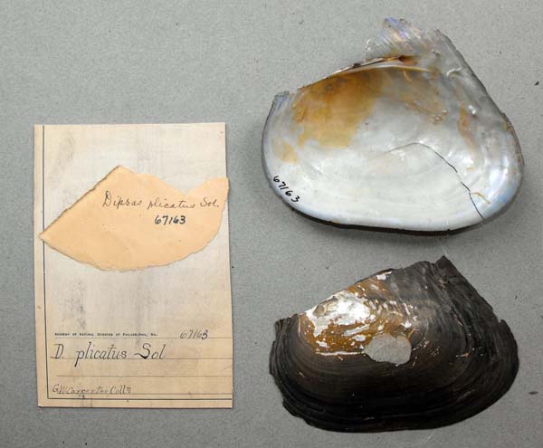 specimen