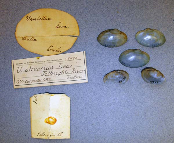 specimen