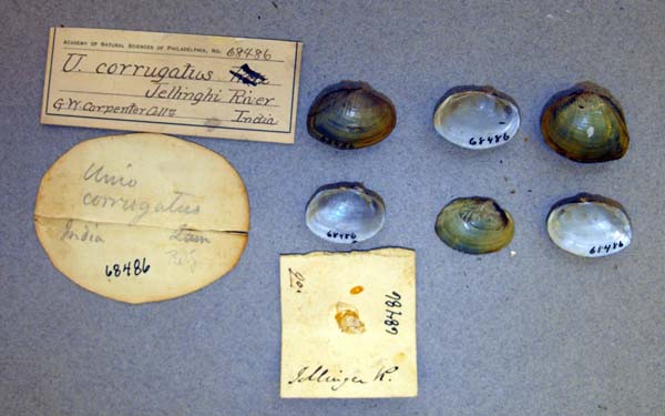 specimen