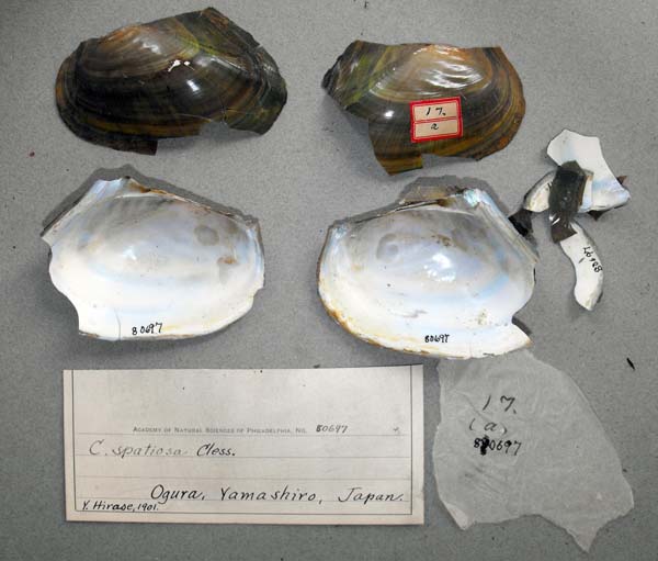 specimen