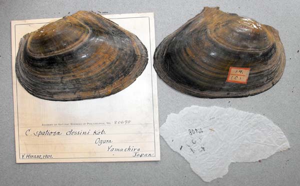 specimen