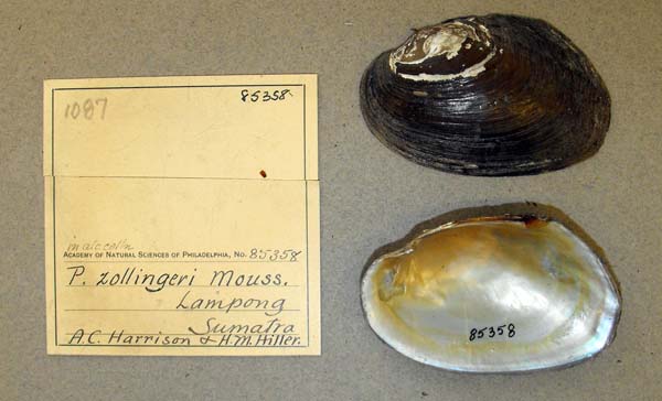 specimen