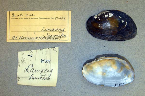 specimen