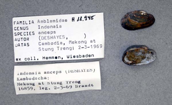 specimen