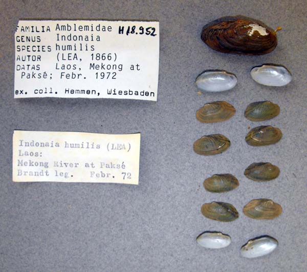 specimen