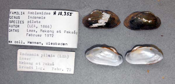 specimen