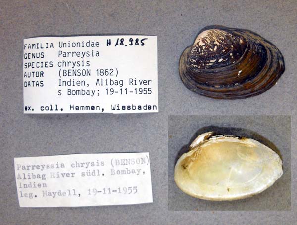 specimen