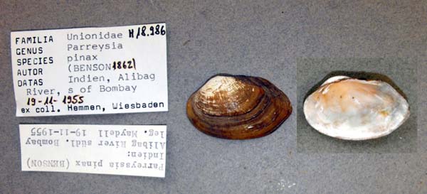 specimen