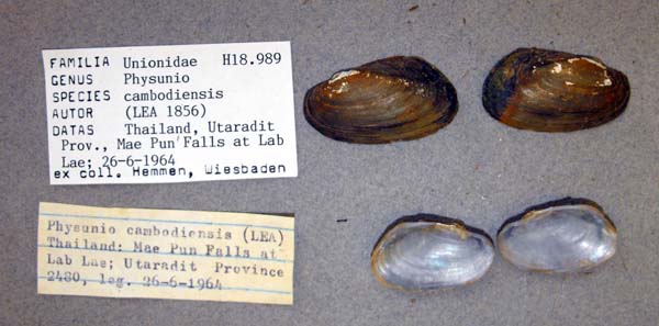specimen