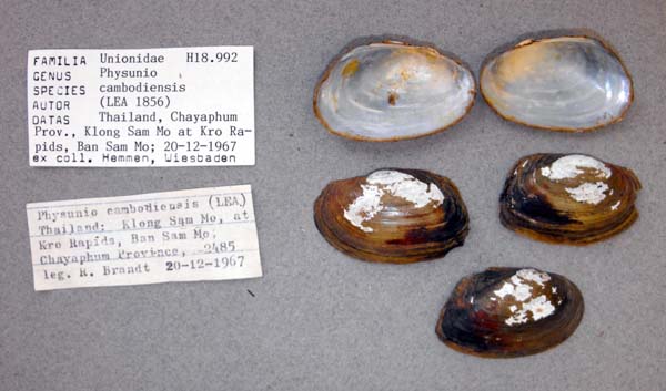 specimen