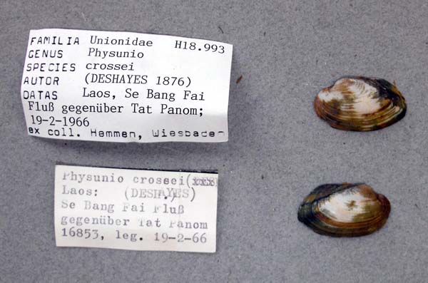 specimen