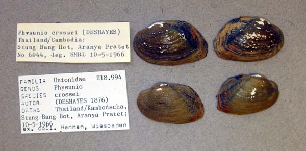 specimen