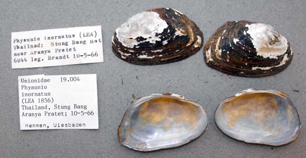 specimen