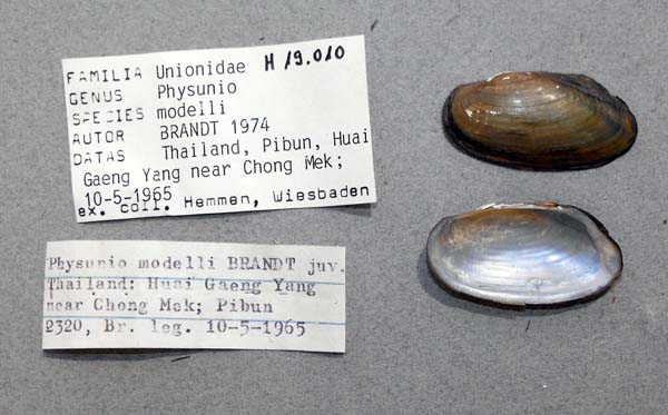 specimen