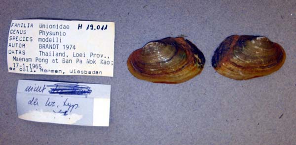 specimen