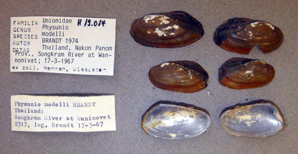 specimen