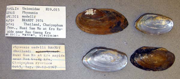 specimen