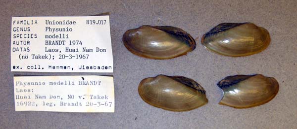specimen