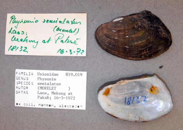 specimen